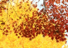 紅葉