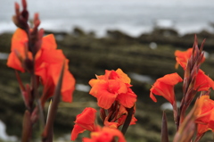 シルト岩の海岸とカンナの花