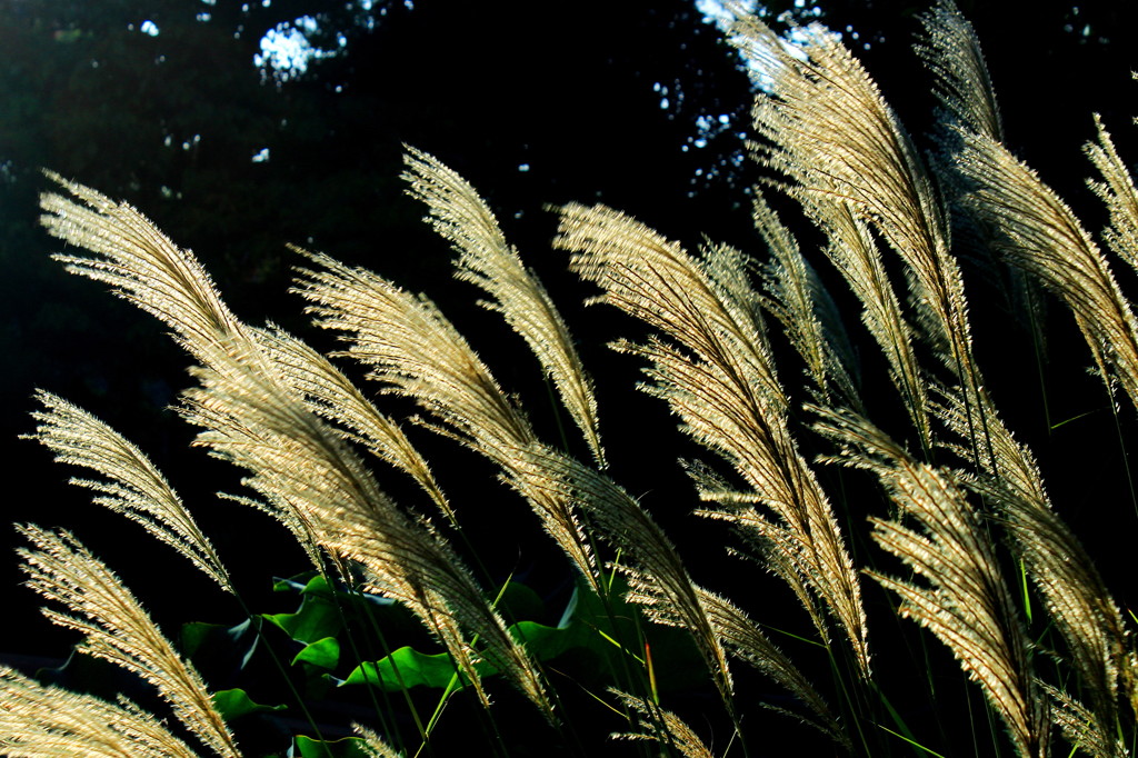 ススキの輝き