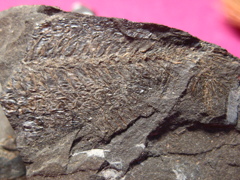 魚の化石(1500万年前)