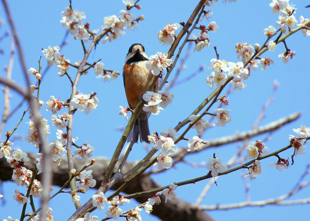 花鳥風月