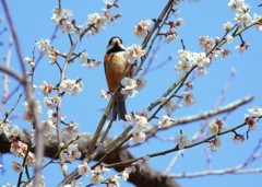 花鳥風月