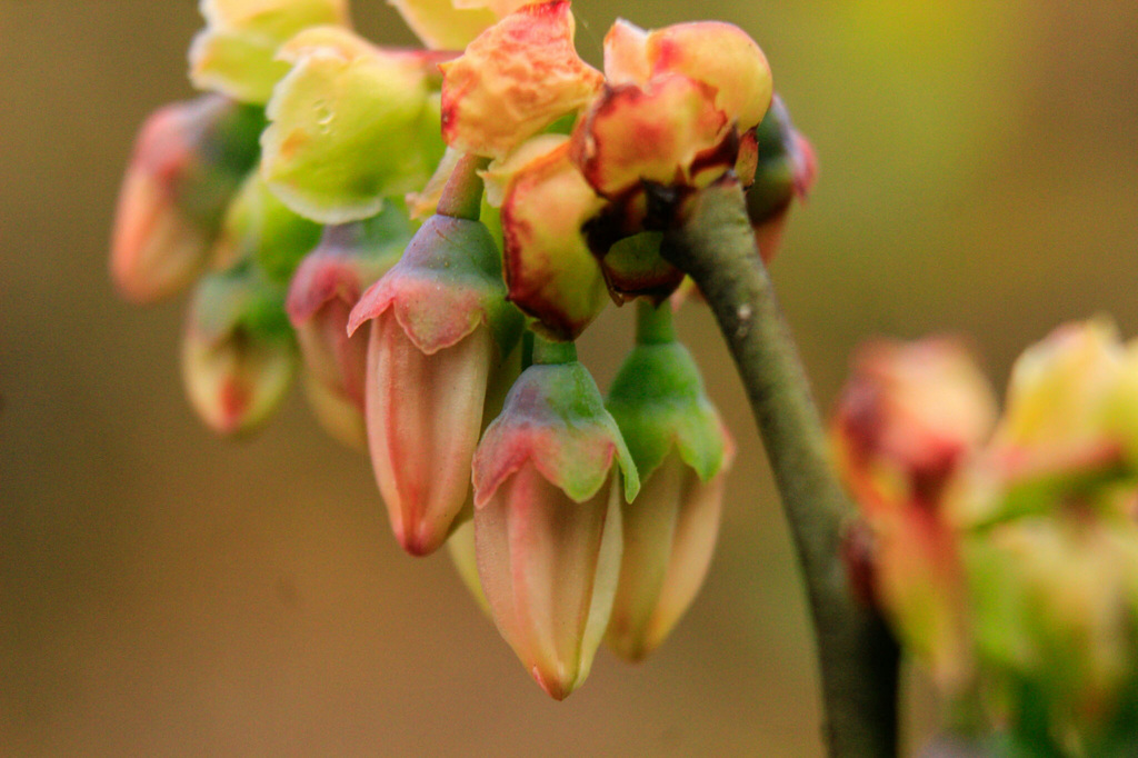花芽に見いだした虹色