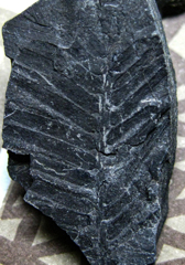 メタセコイアの葉の化石