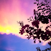 オーロラ のような夕焼け雲と百日紅