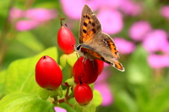 ベニシジミとビョウヤナギの実