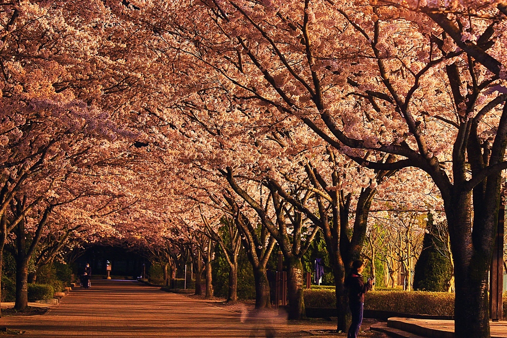 桜トンネル