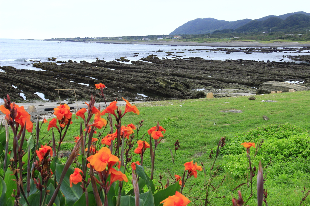 堆積岩の浜辺にカンナの花が咲く頃(少し前のシリーズ)