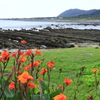 堆積岩の浜辺にカンナの花が咲く頃(少し前のシリーズ)