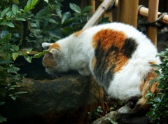 どら猫大将の水飲み