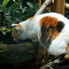 どら猫大将の水飲み
