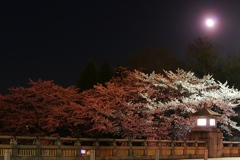 月明かりの陵南大橋より見る夜桜