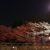 月明かりの陵南大橋より見る夜桜