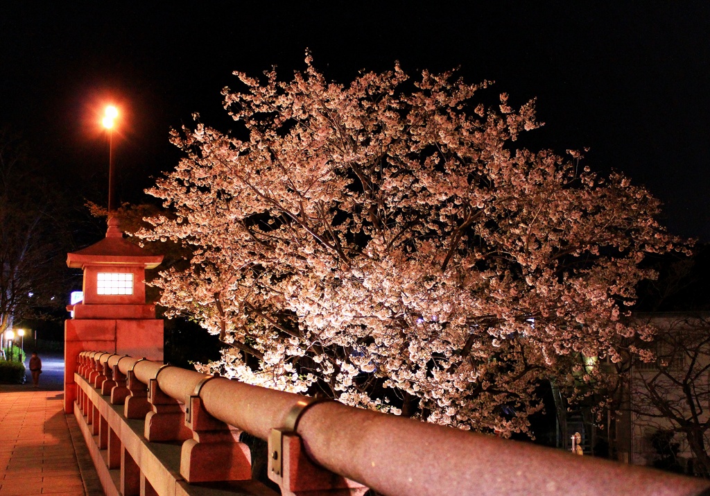 去ってしまった桜の記憶　1