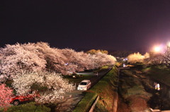 去ってしまった桜の記憶　3