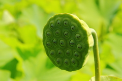 天然のシャワーのノズル(暑中見舞い申し上げます。)