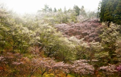桜山森林公園