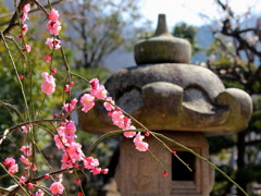 紅梅と善導寺灯籠