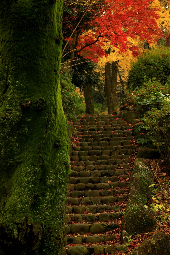 苔の階段　