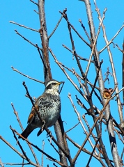 柿が食べたいな～