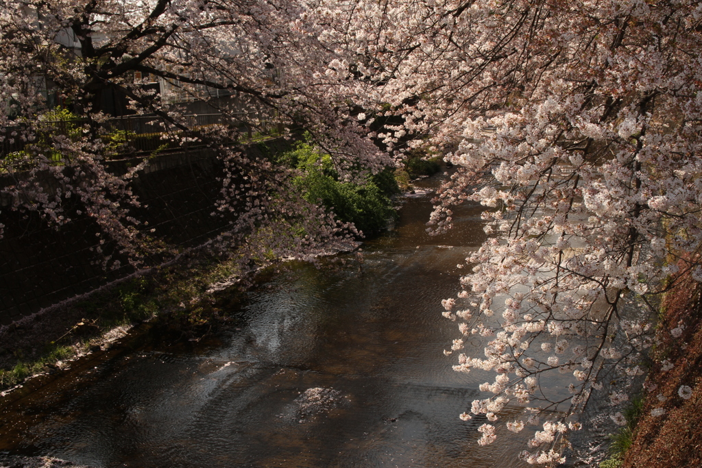 桜