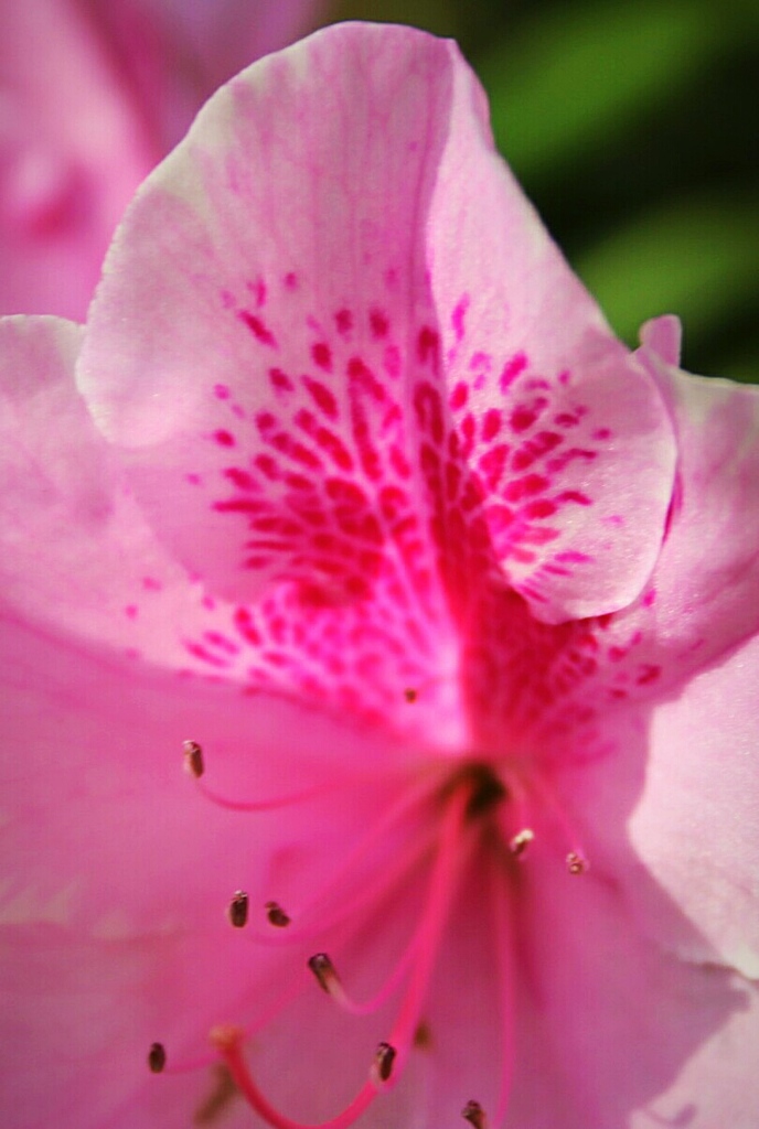 花の紋様(ブロッチ)