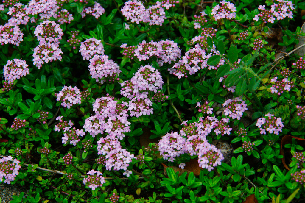 足下に目を向けてみれば