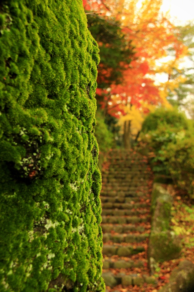 苔の地肌