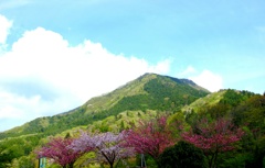 権現山と八重桜