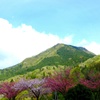 権現山と八重桜