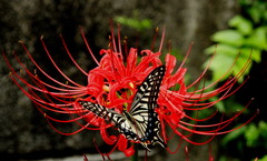 曼珠沙華とアゲハ蝶