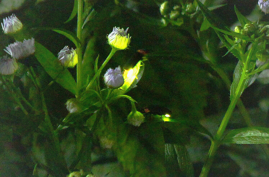 真暗闇の中で光る者