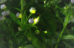 真暗闇の中で光る者