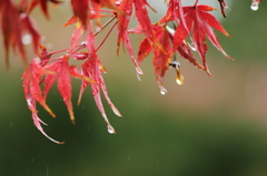 紅葉の雫 紅葉の雫