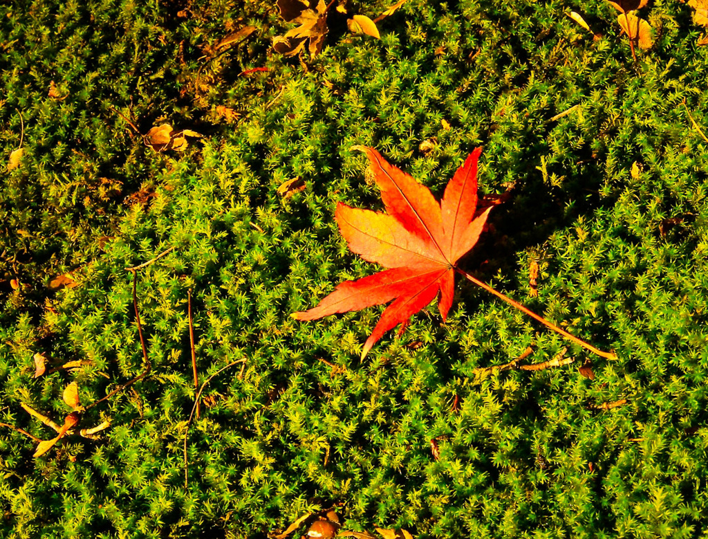 ひとひらの紅葉