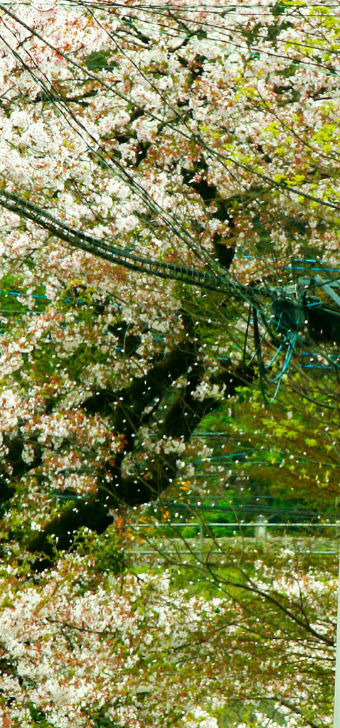桜吹雪