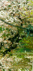桜吹雪
