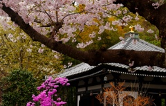 長谷寺の桜とミッバツツジ