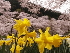 水仙と桜の山