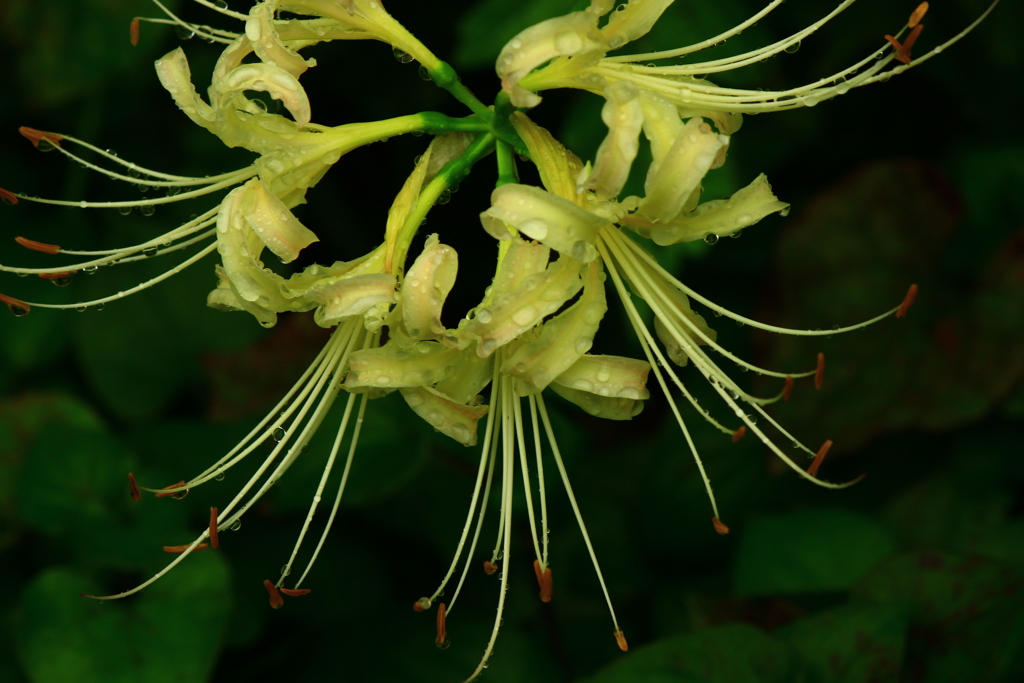 黄色の曼珠沙華