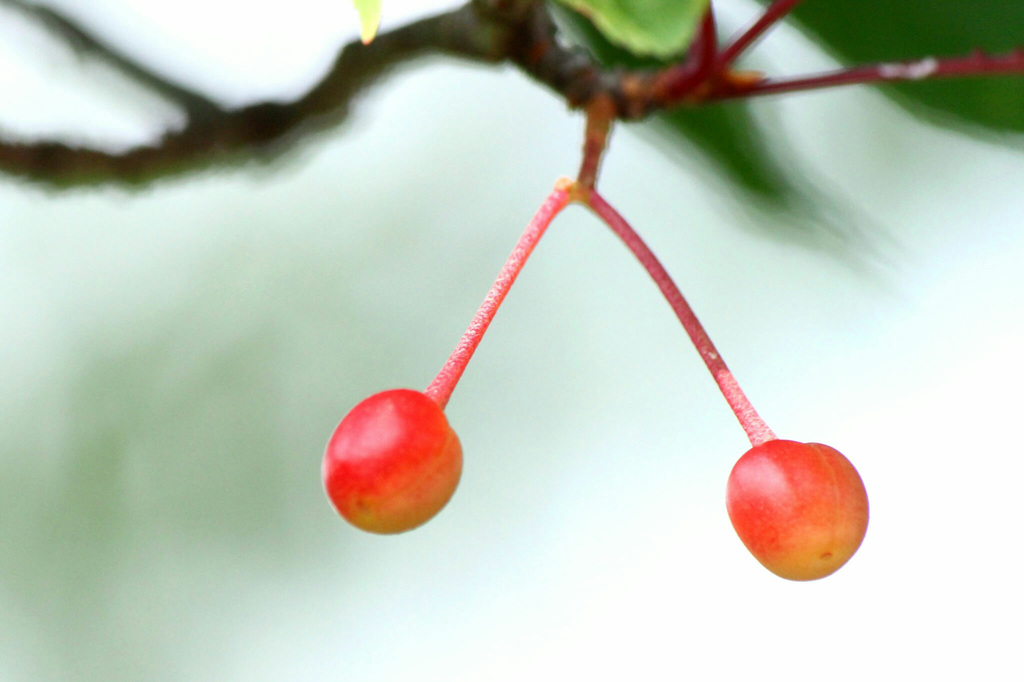 華の散った後には