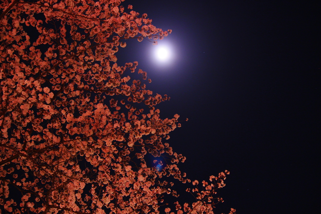 月夜の桜