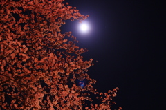 月夜の桜