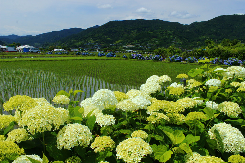 開成町のアジサイ祭　2