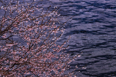 湖上桜