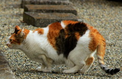 オス猫に忍び寄る