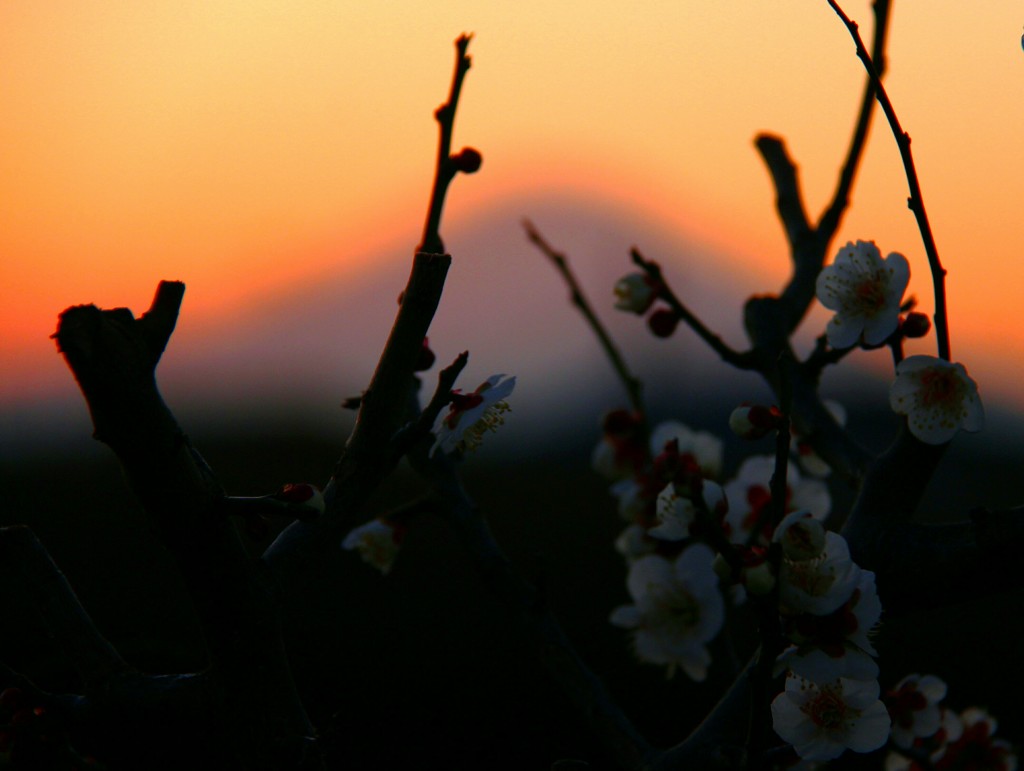 梅間よりタ富士を望む