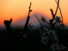 梅間よりタ富士を望む