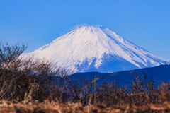 野原より見る今日の富士