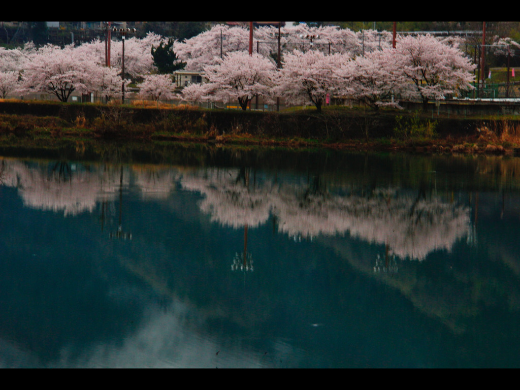 水面に映る桜並木